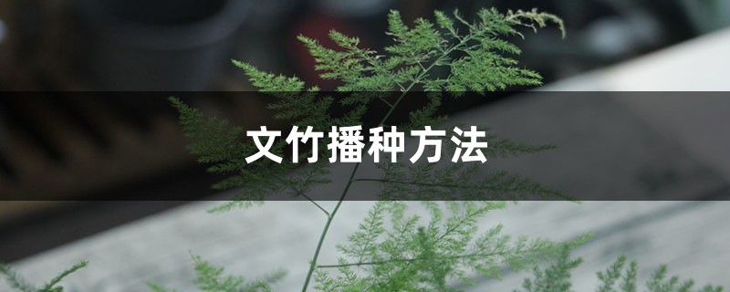 文竹播种方法