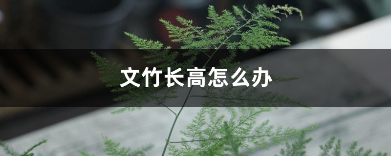 文竹长高怎么办