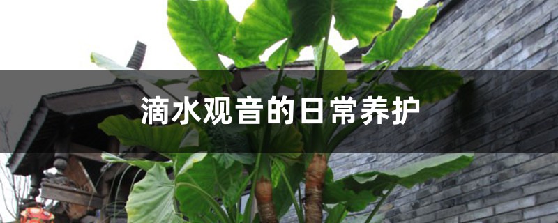 滴水观音的日常养护