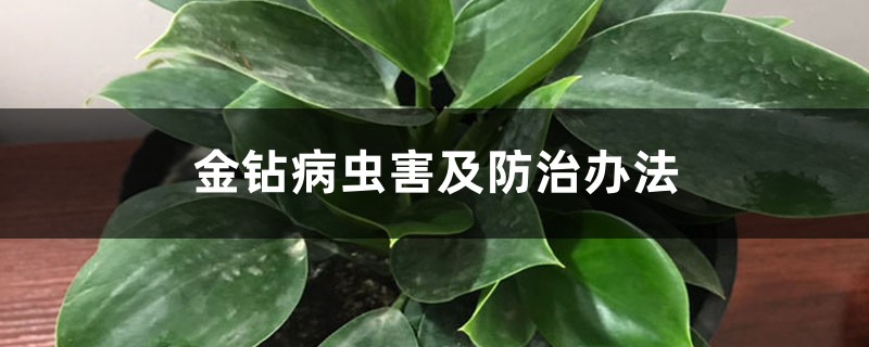 金钻病虫害及防治办法