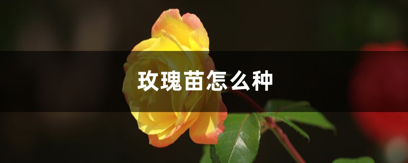 玫瑰苗怎么种