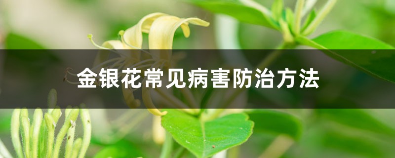 金银花常见病害防治方法