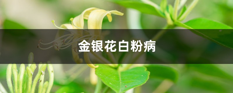 金银花白粉病