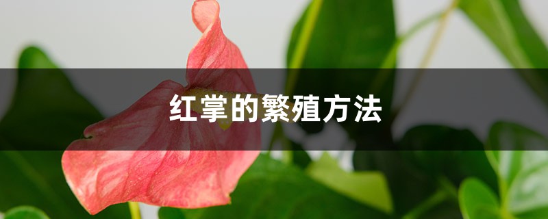 红掌的繁殖方法