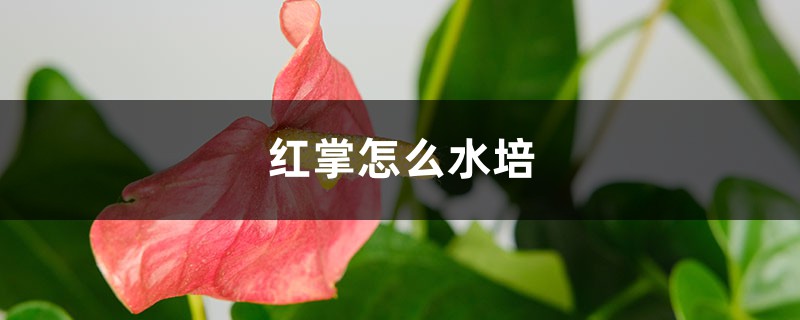 红掌怎么水培