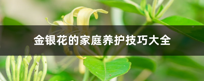 金银花的家庭养护技巧大全