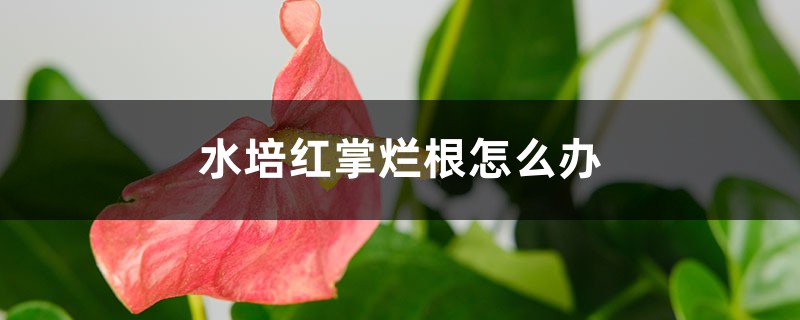 水培红掌烂根怎么办