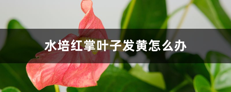 水培红掌叶子发黄怎么办