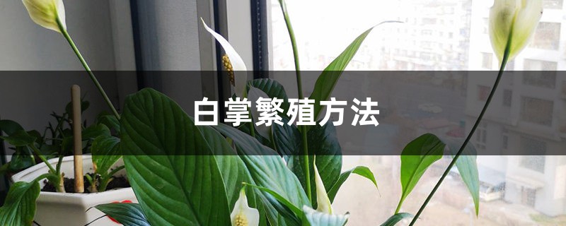 白掌繁殖方法