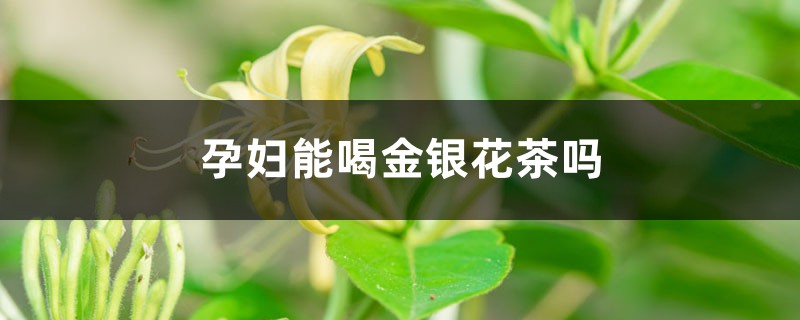 孕妇能喝金银花茶吗