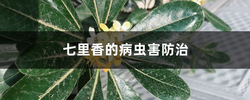 七里香的病虫害防治