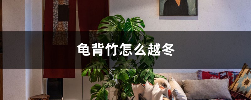 龟背竹怎么越冬