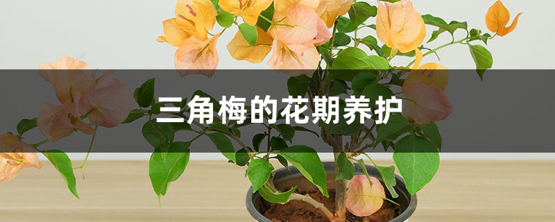 三角梅的花期养护