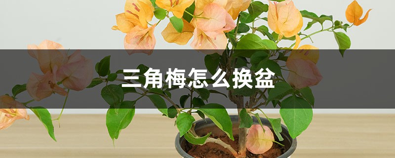 三角梅怎么换盆