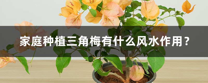 家庭种植三角梅有什么风水作用？