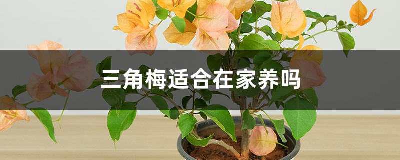 三角梅适合在家养吗