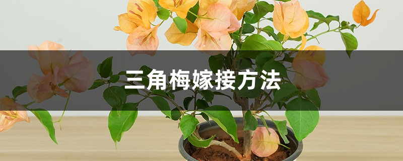 三角梅嫁接方法