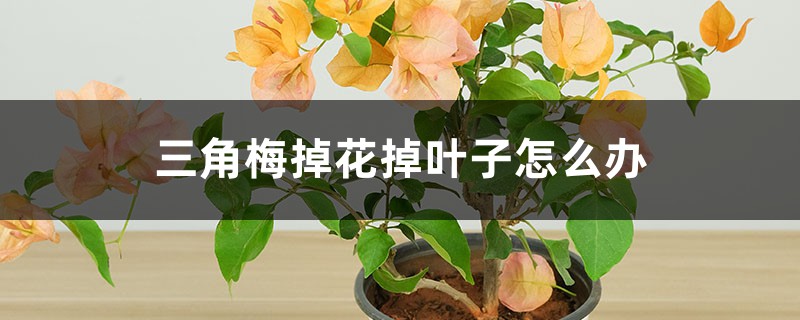 三角梅掉花掉叶子怎么办