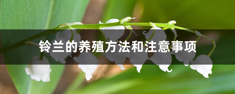 铃兰的养殖方法和注意事项