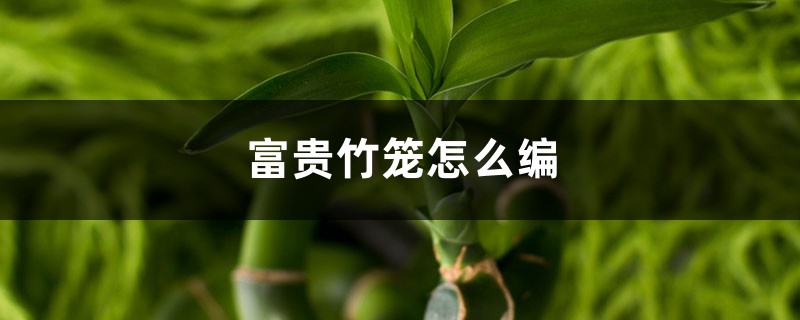 富贵竹笼怎么编