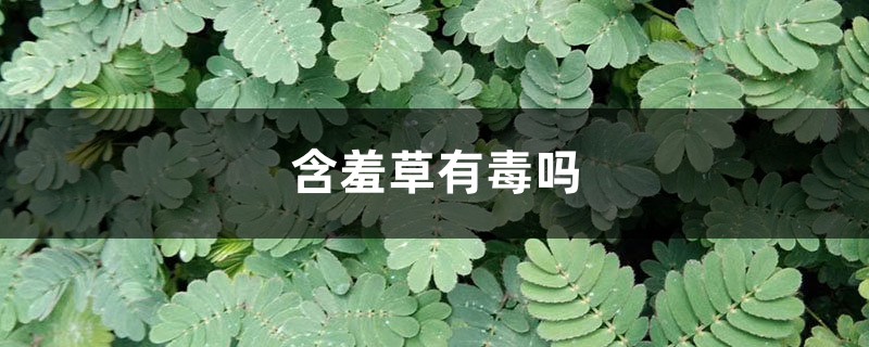 含羞草有毒吗