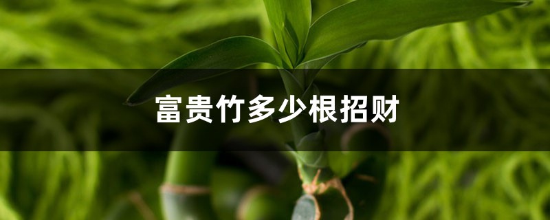 富贵竹多少根招财