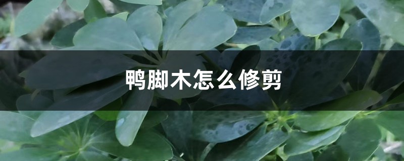 鸭脚木怎么修剪