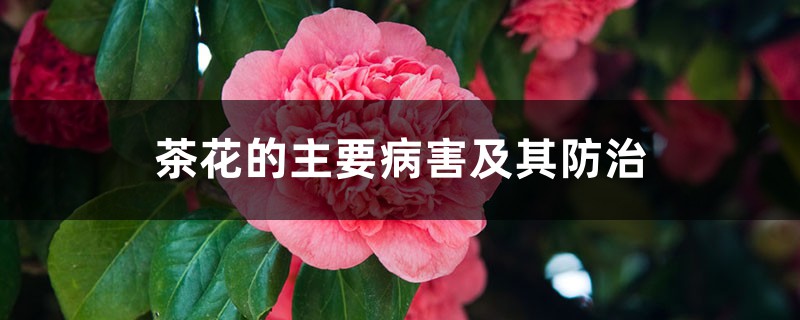 茶花的主要病害及其防治