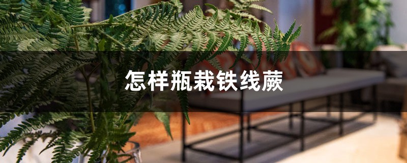 怎样瓶栽铁线蕨