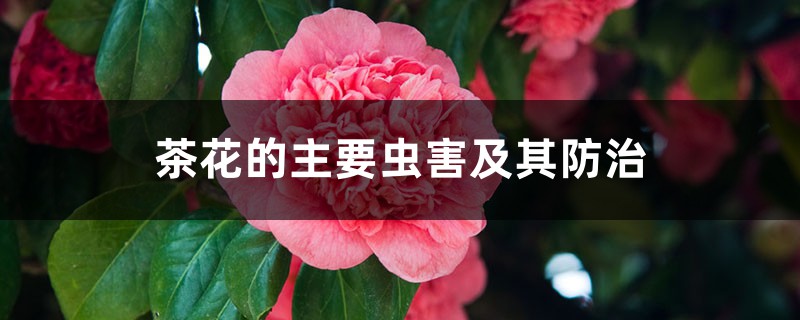 茶花的主要虫害及其防治