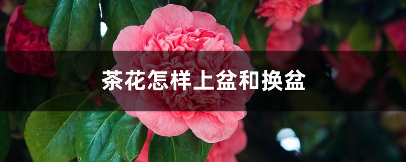 茶花怎样上盆和换盆