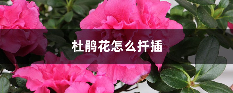 杜鹃花怎么扦插