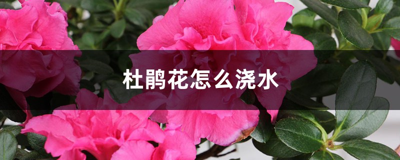 杜鹃花怎么浇水