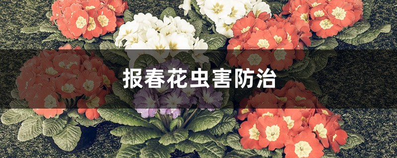 报春花虫害防治