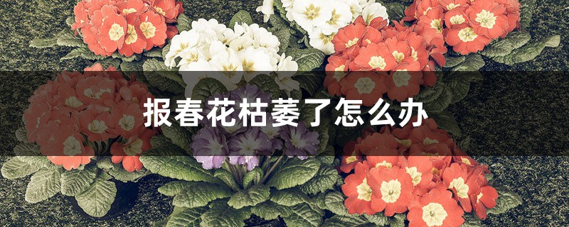 报春花枯萎了怎么办