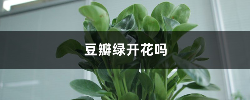 豆瓣绿开花吗