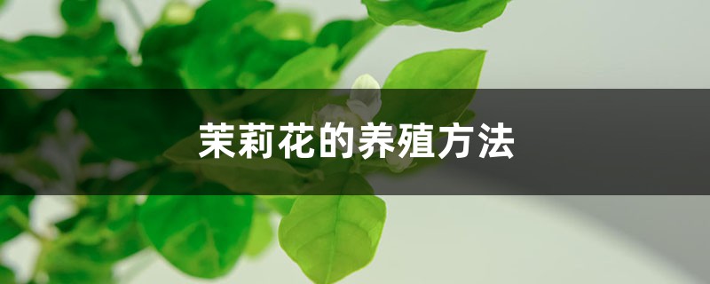 茉莉花的养殖方法