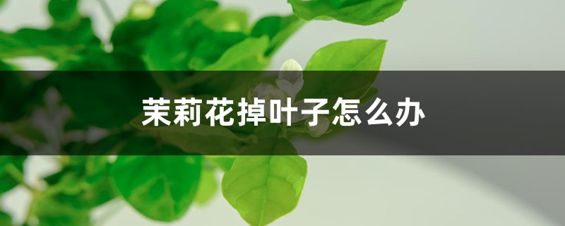 茉莉花掉叶子怎么办