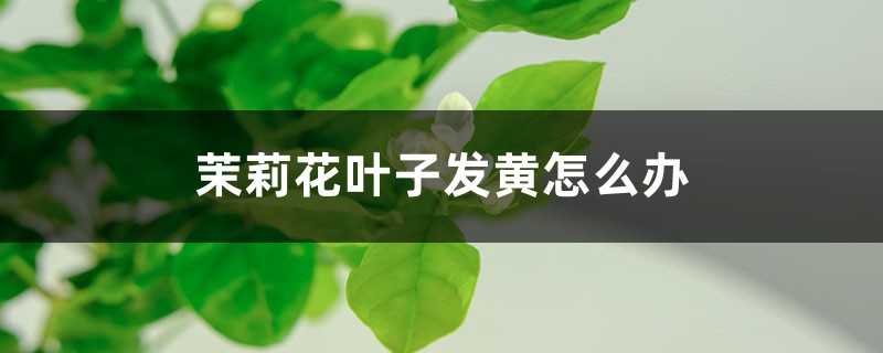 茉莉花叶子发黄怎么办