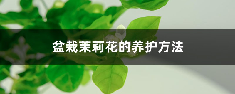 盆栽茉莉花的养护方法