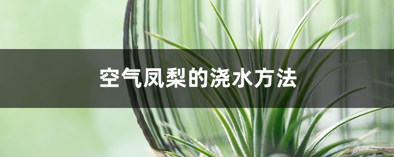 空气凤梨的浇水方法