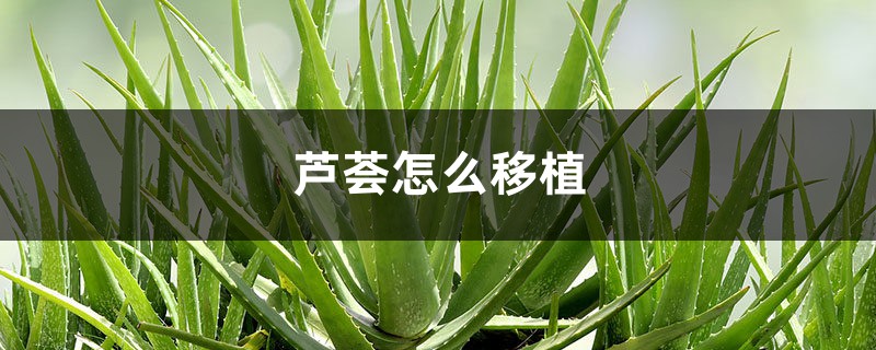 芦荟怎么移植