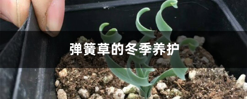 弹簧草的冬季养护