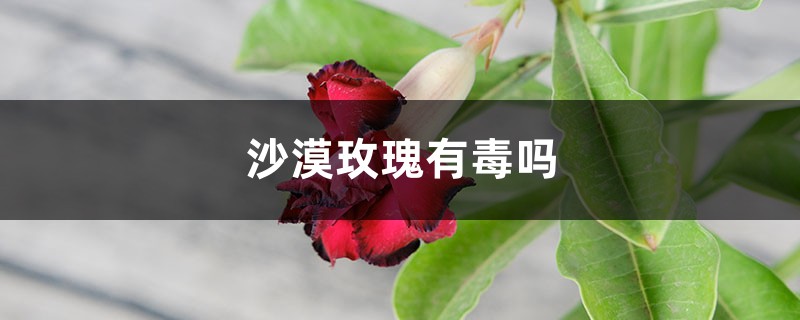 沙漠玫瑰有毒吗