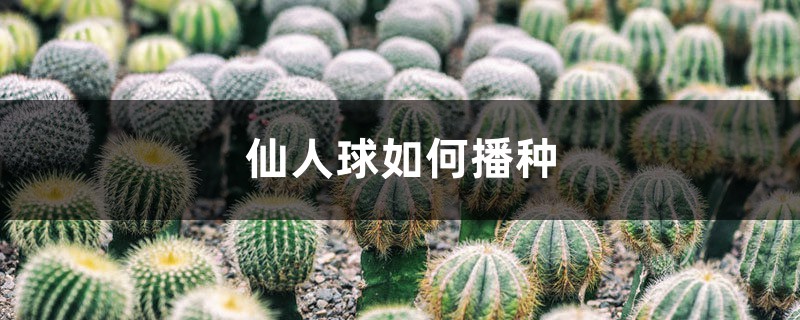 仙人球如何播种