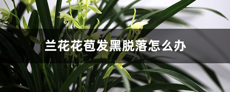 兰花花苞发黑脱落怎么办