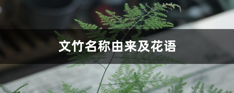 文竹名称由来及花语