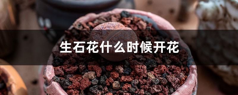 生石花什么时候开花