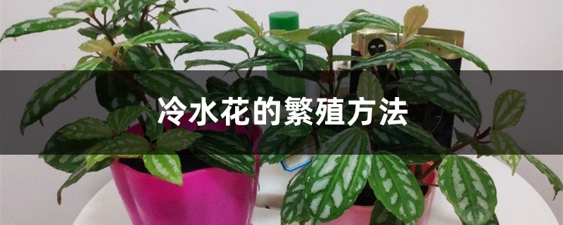 冷水花的繁殖方法