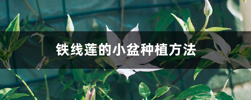 铁线莲的小盆种植方法